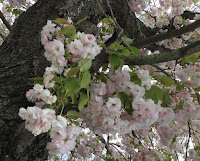 Photo by Sheila Webber of cherry blossom branches in March 2024